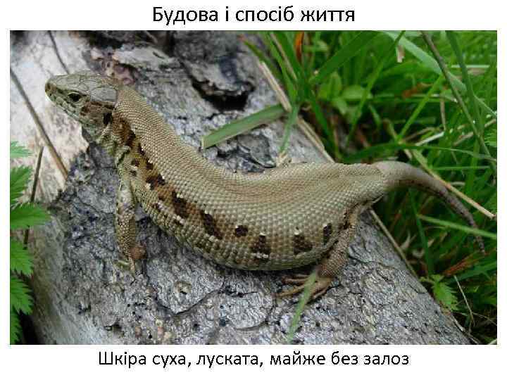 Будова і спосіб життя Шкіра суха, луската, майже без залоз 
