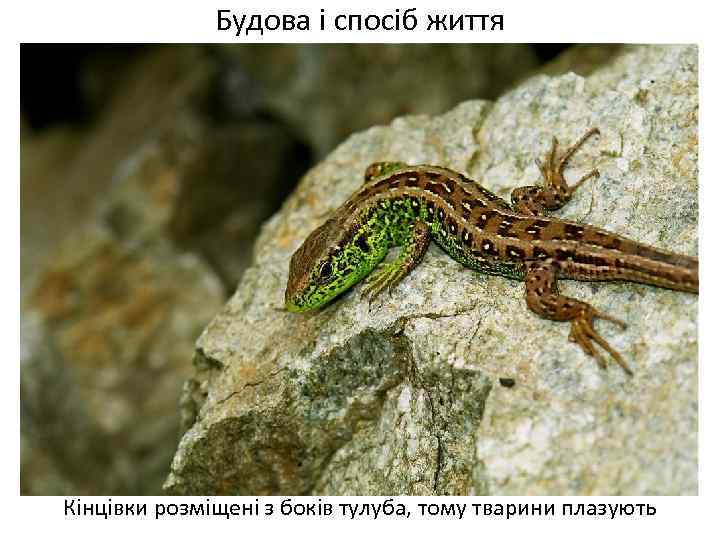 Будова і спосіб життя Кінцівки розміщені з боків тулуба, тому тварини плазують 
