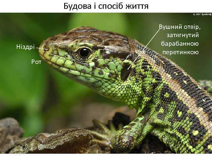 Будова і спосіб життя Ніздрі Рот Вушний отвір, затягнутий барабанною перетинкою 
