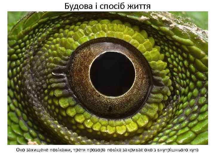 Будова і спосіб життя Око захищене повіками, третя прозора повіка закриває око з внутрішнього