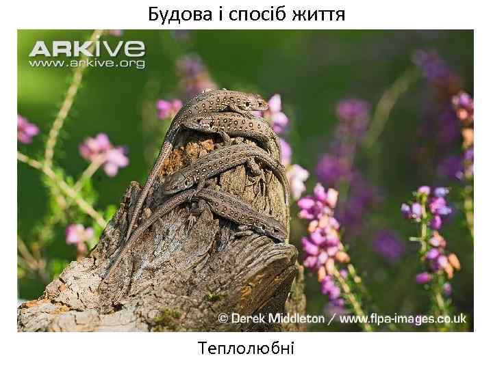 Будова і спосіб життя Теплолюбні 