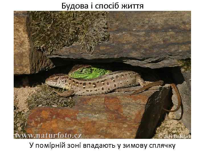 Будова і спосіб життя У помірній зоні впадають у зимову сплячку 