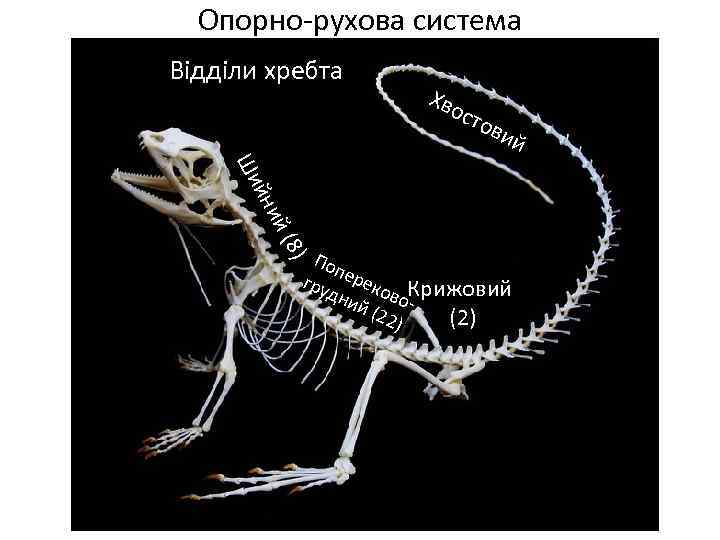 Опорно-рухова система Відділи хребта Хво сто вий ий йн Ши (8) Поп гру ереко