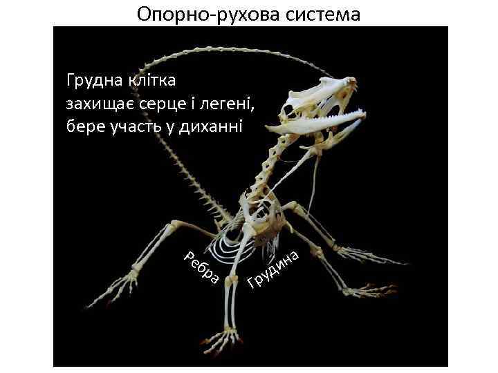 Опорно-рухова система Грудна клітка захищає серце і легені, бере участь у диханні Ре бр