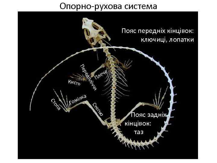 Опорно-рухова система Пояс передніх кінцівок: ключиці, лопатки П я ічч Ст а о егн