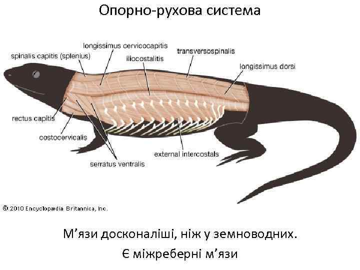 Опорно-рухова система М’язи досконаліші, ніж у земноводних. Є міжреберні м’язи 
