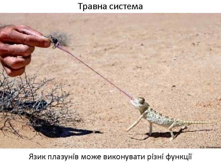 Травна система Язик плазунів може виконувати різні функції 