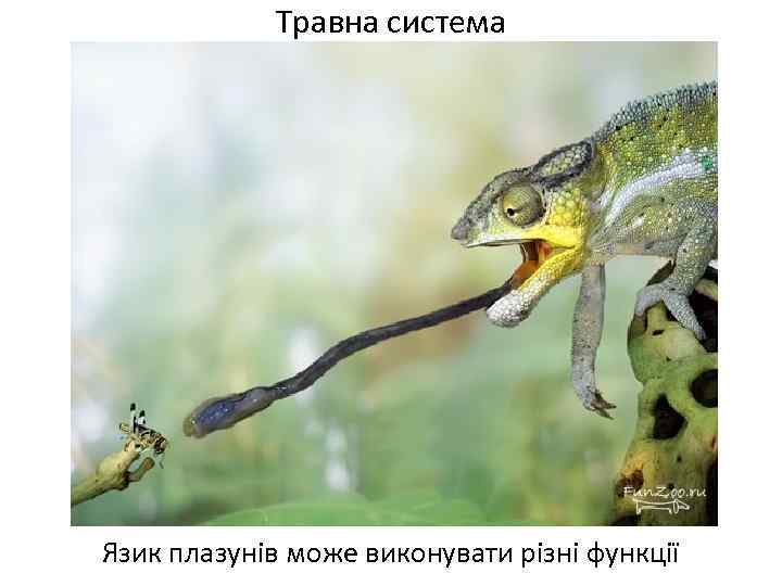 Травна система Язик плазунів може виконувати різні функції 