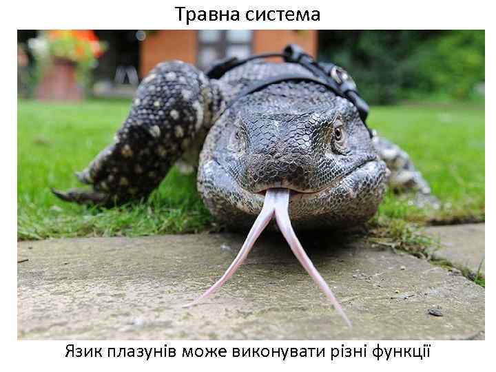 Травна система Язик плазунів може виконувати різні функції 