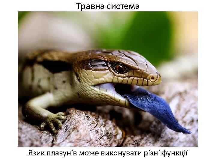 Травна система Язик плазунів може виконувати різні функції 