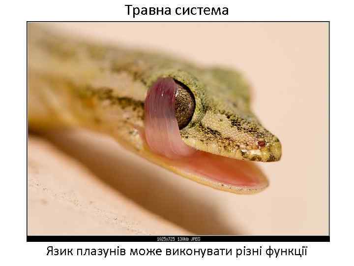 Травна система Язик плазунів може виконувати різні функції 