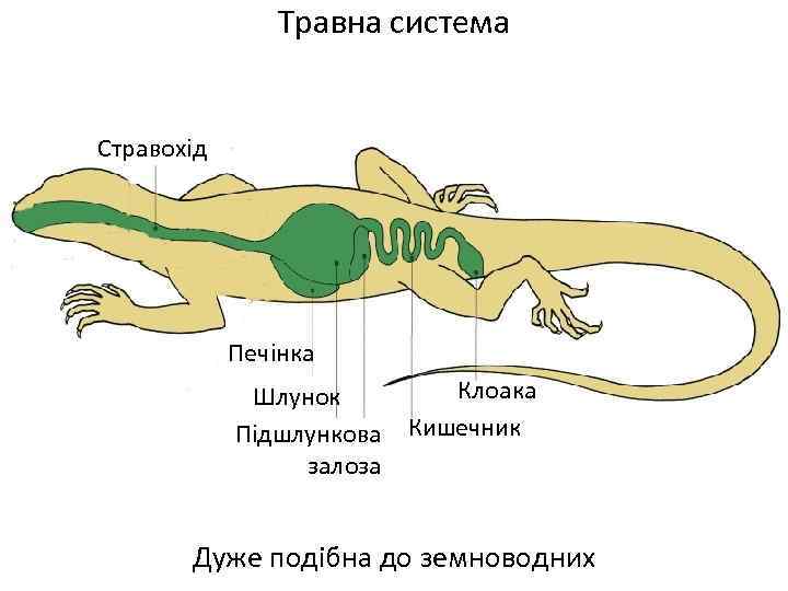 Травна система Стравохід Печінка Клоака Шлунок Підшлункова Кишечник залоза Дуже подібна до земноводних 