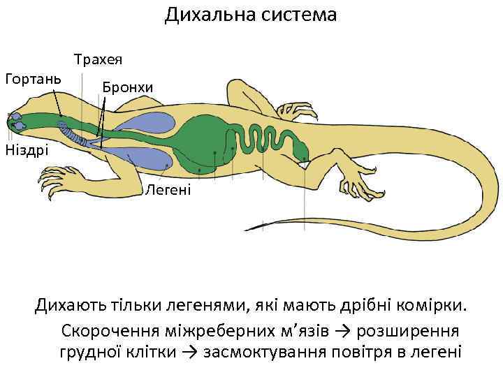 Дихальна система Гортань Трахея Бронхи Ніздрі Легені я Дихають тільки легенями, які мають дрібні
