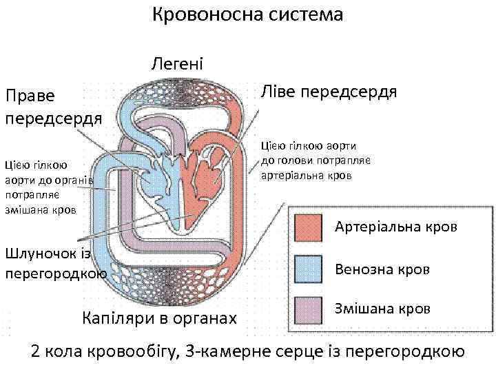 Кровоносна система Легені Праве передсердя Цією гілкою аорти до органів я потрапляє змішана кров