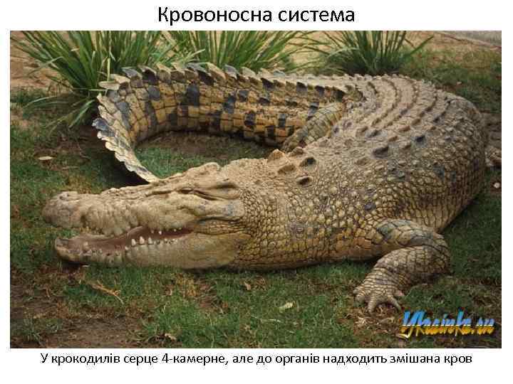 Кровоносна система У крокодилів серце 4 -камерне, але до органів надходить змішана кров 