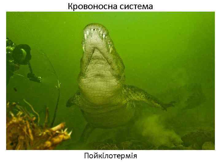 Кровоносна система Пойкілотермія 