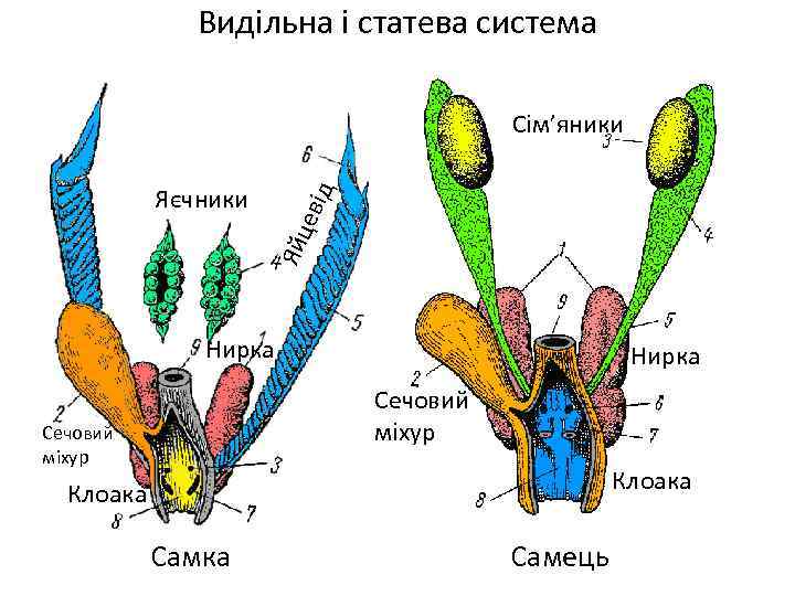 Видільна і статева система Сім’яники Яйц еві д Яєчники Нирка Сечовий міхур Клоака Самка