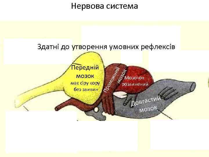 Нервова система має сіру кору без звивин Мозочок розвинений Пр Передній мозок ом іжн