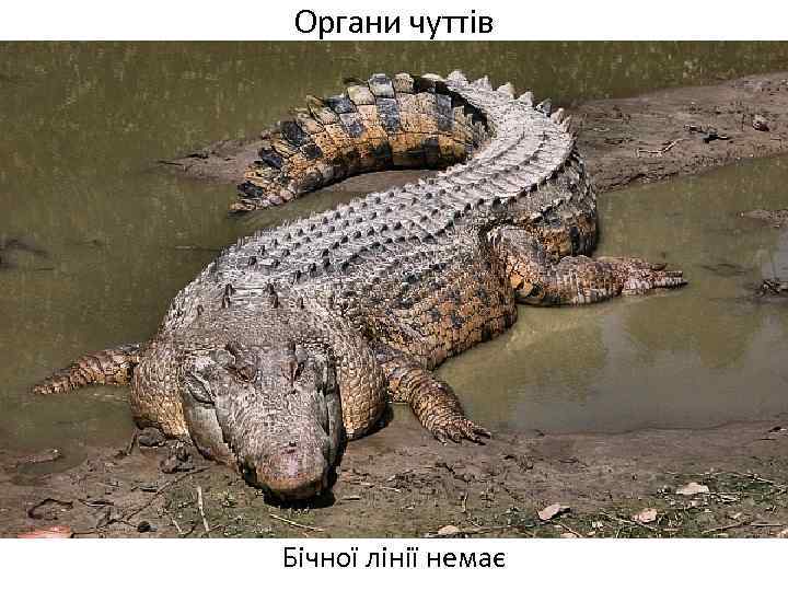 Органи чуттів Бічної лінії немає 