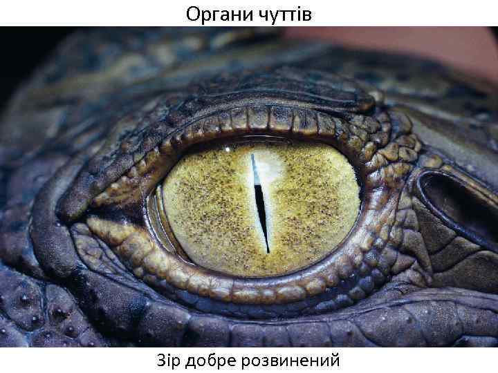 Органи чуттів Зір добре розвинений 