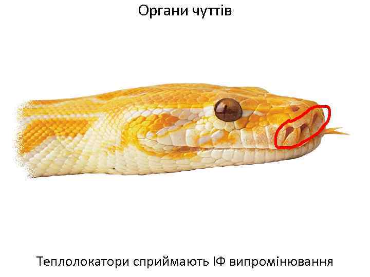 Органи чуттів Теплолокатори сприймають ІФ випромінювання 