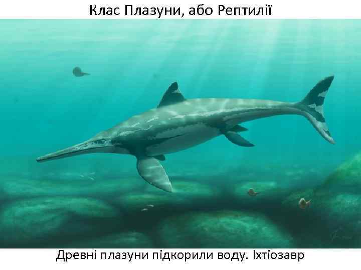 Клас Плазуни, або Рептилії Древні плазуни підкорили воду. Іхтіозавр 