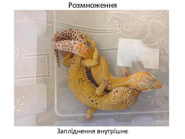 Розмноження Запліднення внутрішнє 