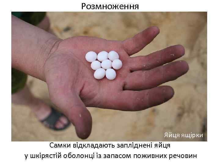 Розмноження Яйця ящірки Самки відкладають запліднені яйця у шкірястій оболонці із запасом поживних речовин