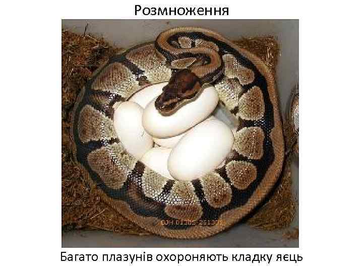 Розмноження Багато плазунів охороняють кладку яєць 