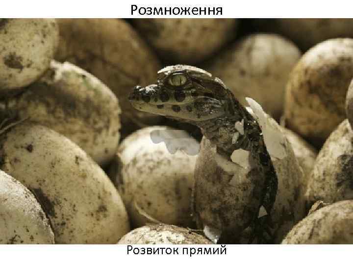 Розмноження Розвиток прямий 