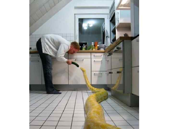 Розмноження 