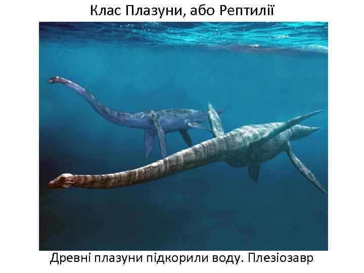 Клас Плазуни, або Рептилії Древні плазуни підкорили воду. Плезіозавр 