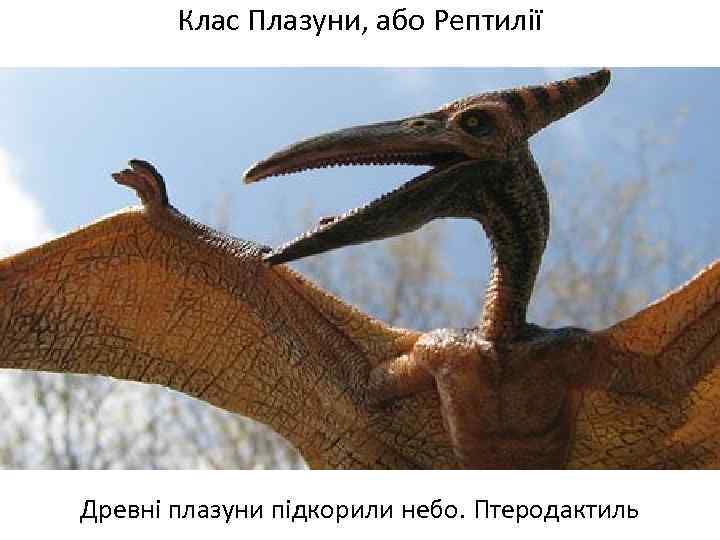 Клас Плазуни, або Рептилії Древні плазуни підкорили небо. Птеродактиль 