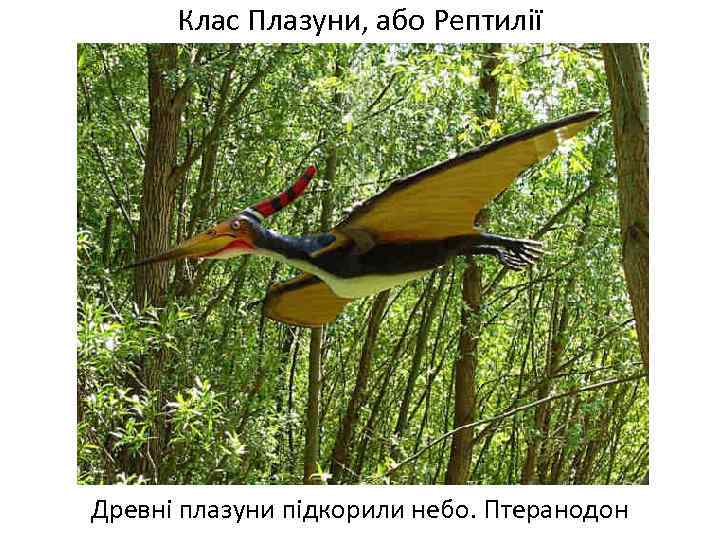 Клас Плазуни, або Рептилії Древні плазуни підкорили небо. Птеранодон 