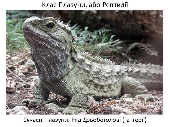 Клас Плазуни, або Рептилії Сучасні плазуни. Ряд Дзьобоголові (гаттерії) 