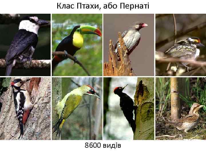 Клас Птахи, або Пернаті 8600 видів 