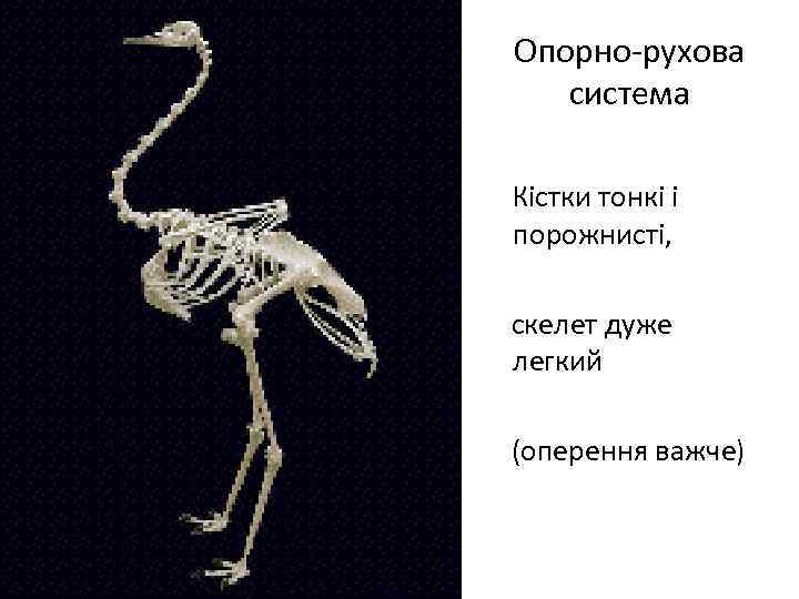 Опорно-рухова система Кістки тонкі і порожнисті, скелет дуже легкий (оперення важче) 