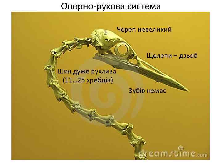 Опорно-рухова система Череп невеликий Щелепи – дзьоб Шия дуже рухлива (11… 25 хребців) Зубів
