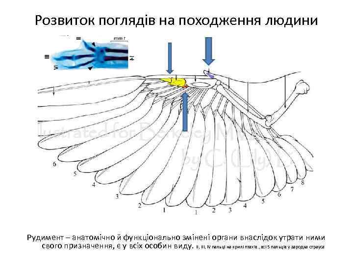Розвиток поглядів на походження людини Рудимент – анатомічно й функціонально змінені органи внаслідок утрати
