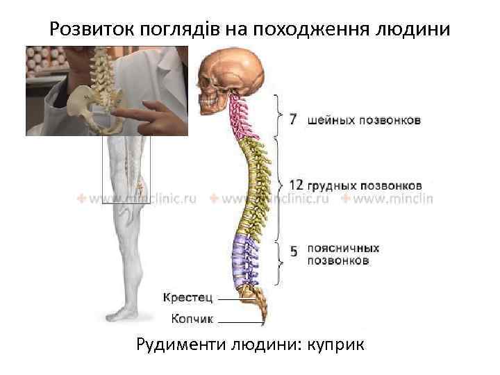 Розвиток поглядів на походження людини Рудименти людини: куприк 