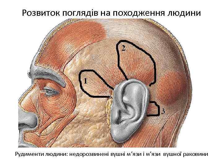 Розвиток поглядів на походження людини Рудименти людини: недорозвинені вушні м’язи вушної раковини 