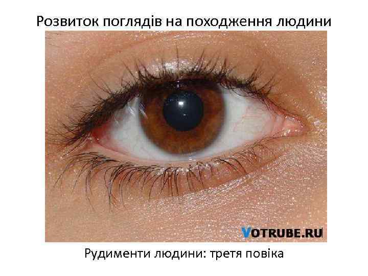 Розвиток поглядів на походження людини Рудименти людини: третя повіка 