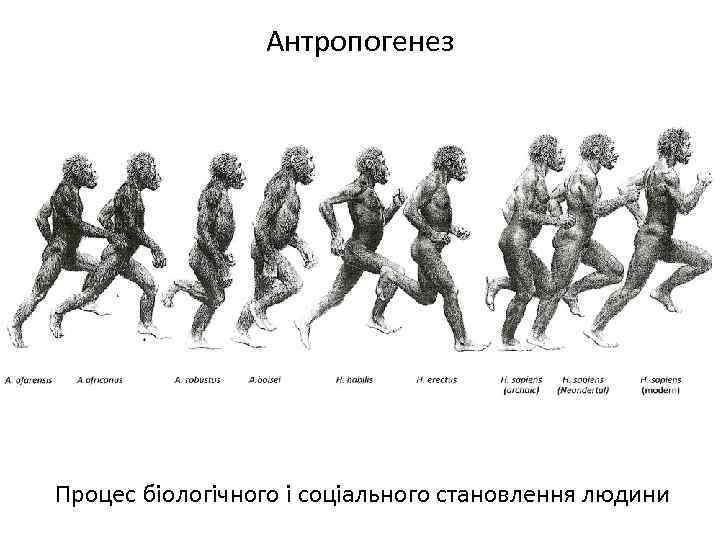 Антропогенез Процес біологічного і соціального становлення людини 