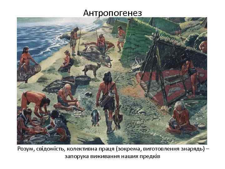 Антропогенез Розум, свідомість, колективна праця (зокрема, виготовлення знарядь) – запорука виживання наших предків 