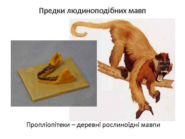 Предки людиноподібних мавп Пропліопітеки – деревні рослиноїдні мавпи 