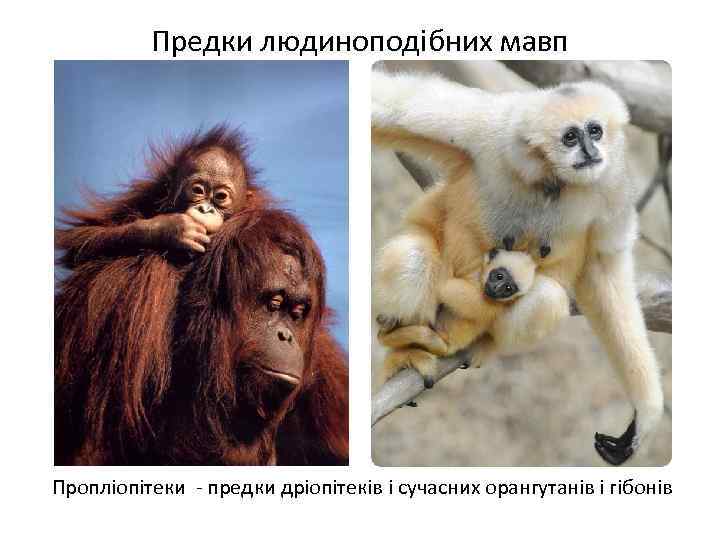 Предки людиноподібних мавп Пропліопітеки - предки дріопітеків і сучасних орангутанів і гібонів 
