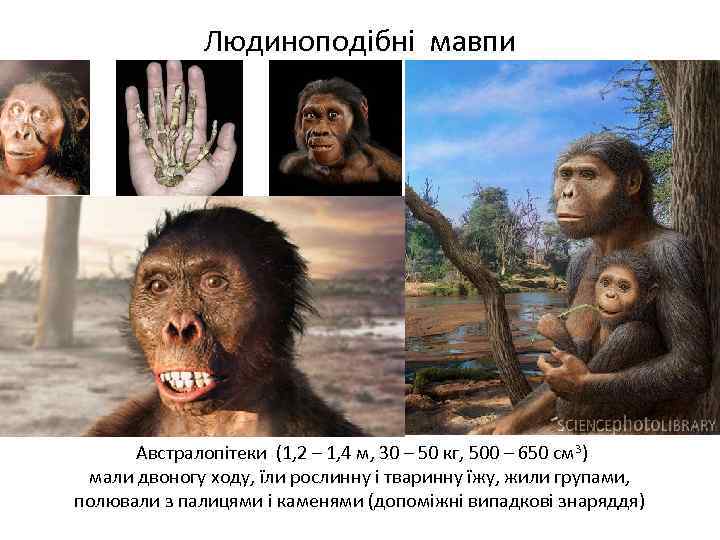 Людиноподібні мавпи Австралопітеки (1, 2 – 1, 4 м, 30 – 50 кг, 500