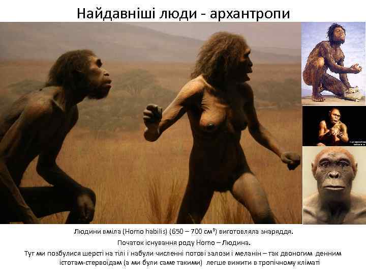 Найдавніші люди - архантропи Людини вміла (Homo habilis) (650 – 700 см 3) виготовляла