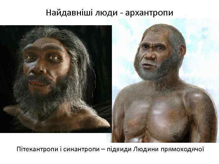 Найдавніші люди - архантропи Пітекантропи і синантропи – підвиди Людини прямоходячої 