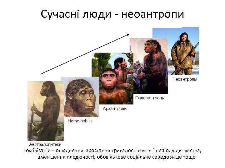 Сучасні люди - неоантропи Гомінізація – олюднення: зростання тривалості життя і періоду дитинства, зменшення